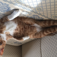 Soke, Kedi  Portakal (Porti) fotoğrafı