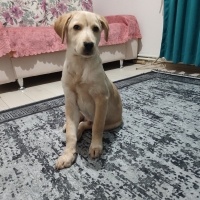 Labrador Retriever, Köpek  Ares fotoğrafı