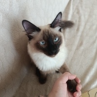Siyam Kedisi, Kedi  Venüs fotoğrafı