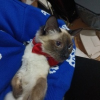 Siyam Kedisi, Kedi  Venüs fotoğrafı