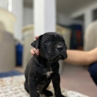 Cane Corso Italiano, Köpek  TAYGA fotoğrafı