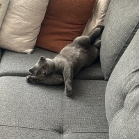 Scottish Fold, Kedi  Alfa fotoğrafı