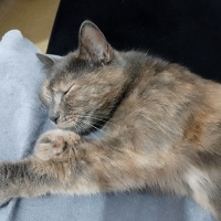 Tekir Kedi, Kedi  Pati fotoğrafı