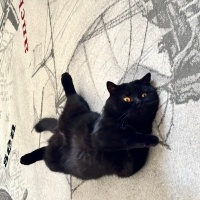 British Shorthair, Kedi  Batush fotoğrafı