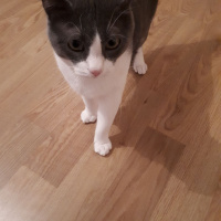 Tekir Kedi, Kedi  Zıpır fotoğrafı