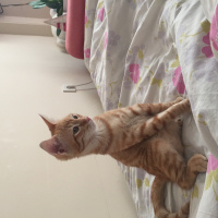 Tekir Kedi, Kedi  Mırıl fotoğrafı