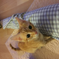Tekir Kedi, Kedi  Mırıl fotoğrafı