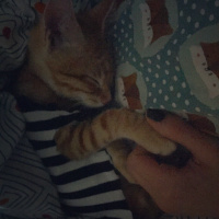 Tekir Kedi, Kedi  Mırıl fotoğrafı
