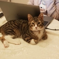 Tekir Kedi, Kedi  Mia fotoğrafı