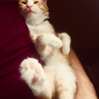 Tekir Kedi, Kedi  şukufe fotoğrafı