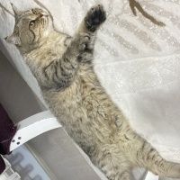 British Shorthair, Kedi  Gofret fotoğrafı