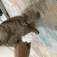 British Shorthair, Kedi  Gofret fotoğrafı