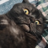 Scottish Fold, Kedi  Gandalf fotoğrafı