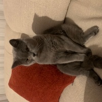 British Shorthair, Kedi  Cabbar fotoğrafı