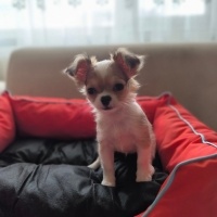 Chihuahua, Köpek  ŞİLA fotoğrafı