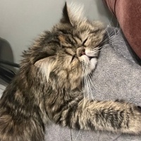 İran Kedisi (Persian), Kedi  Püskül fotoğrafı
