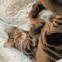Tekir Kedi, Kedi  Balım fotoğrafı