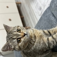 British Shorthair, Kedi  Mars fotoğrafı