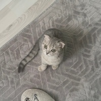 Scottish Fold, Kedi  Gümüş fotoğrafı