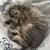 Scottish Fold, Kedi  Gümüş fotoğrafı