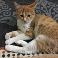 Tekir Kedi, Kedi  Dalin fotoğrafı