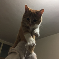 Tekir Kedi, Kedi  Dalin fotoğrafı