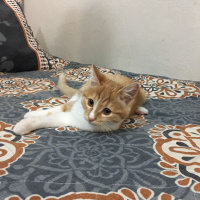 Tekir Kedi, Kedi  Dalin fotoğrafı