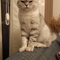 British Shorthair, Kedi  Sirius fotoğrafı