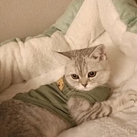 British Shorthair, Kedi  Sirius fotoğrafı