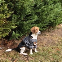 Beagle, Köpek  Rocky fotoğrafı