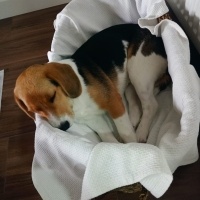 Beagle, Köpek  Rocky fotoğrafı