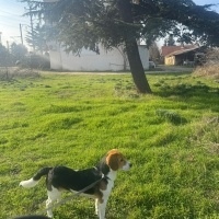 Beagle, Köpek  Rocky fotoğrafı