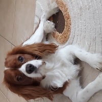 King Charles Spaniel, Köpek  Bonny fotoğrafı