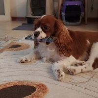 King Charles Spaniel, Köpek  Bonny fotoğrafı