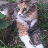 Tekir Kedi, Kedi  Upsy Daisy fotoğrafı
