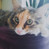 Tekir Kedi, Kedi  Upsy Daisy fotoğrafı