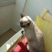 Birman, Kedi  Balım fotoğrafı