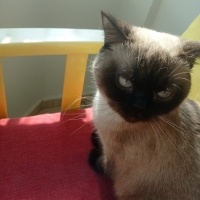 Birman, Kedi  Balım fotoğrafı