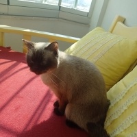 Birman, Kedi  Balım fotoğrafı