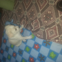 Golden Retriever, Köpek  Gece fotoğrafı