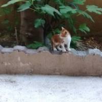 Abyssinian, Kedi  ŞEFTALİ      ....yuvalandı fotoğrafı