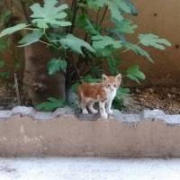 Abyssinian, Kedi  ŞEFTALİ      ....yuvalandı fotoğrafı