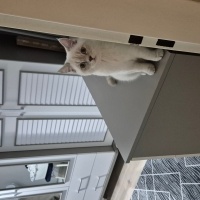 British Shorthair, Kedi  mişha fotoğrafı