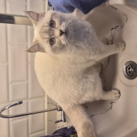 British Shorthair, Kedi  mişha fotoğrafı