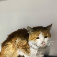 Soke, Kedi  Güneş fotoğrafı
