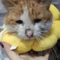 Soke, Kedi  Güneş fotoğrafı
