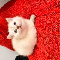 British Shorthair, Kedi  Lila fotoğrafı