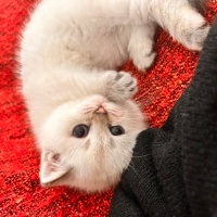 British Shorthair, Kedi  Lila fotoğrafı
