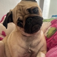 Pug, Köpek  Latte fotoğrafı