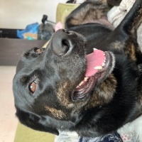 Labrador Retriever, Köpek  Kıtmir fotoğrafı